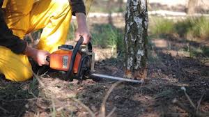 How Our Tree Care Process Works  in  Boardman, OR