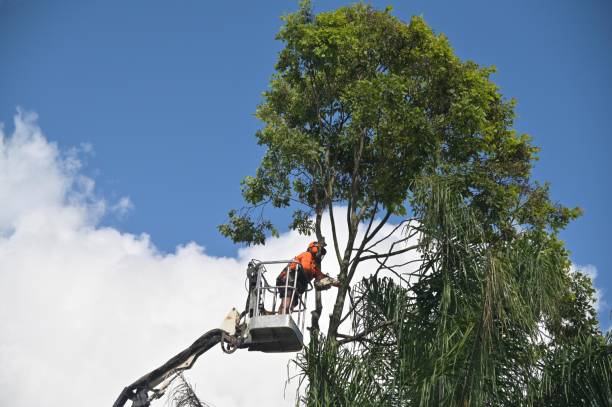 Reliable Boardman, OR Tree Services Solutions